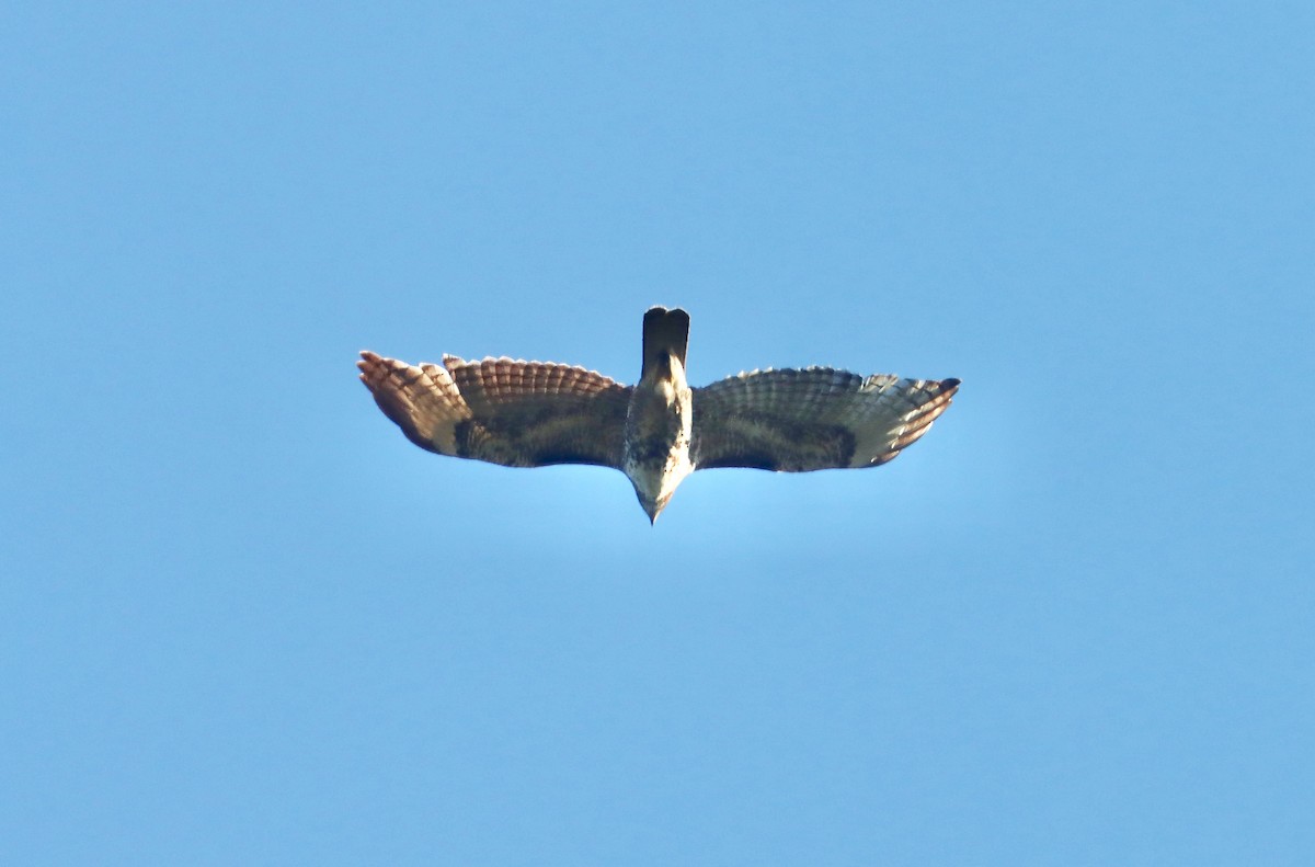 Red-tailed Hawk - ML616772089