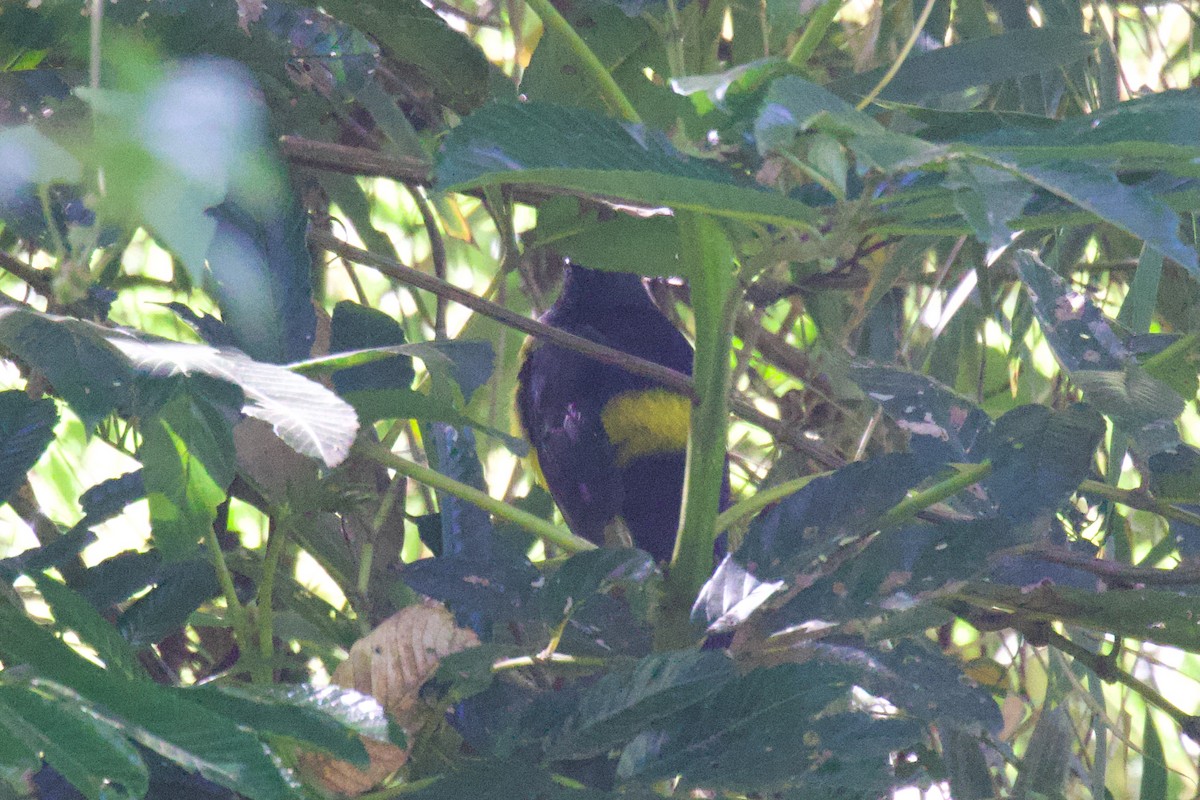 Black-and-yellow Silky-flycatcher - ML616772204