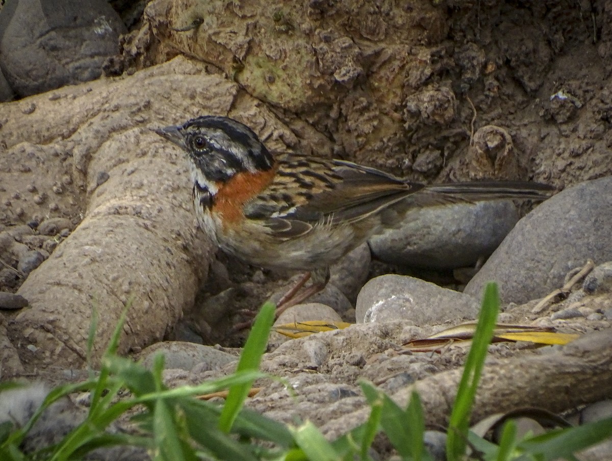 Rufous-collared Sparrow - ML616772260