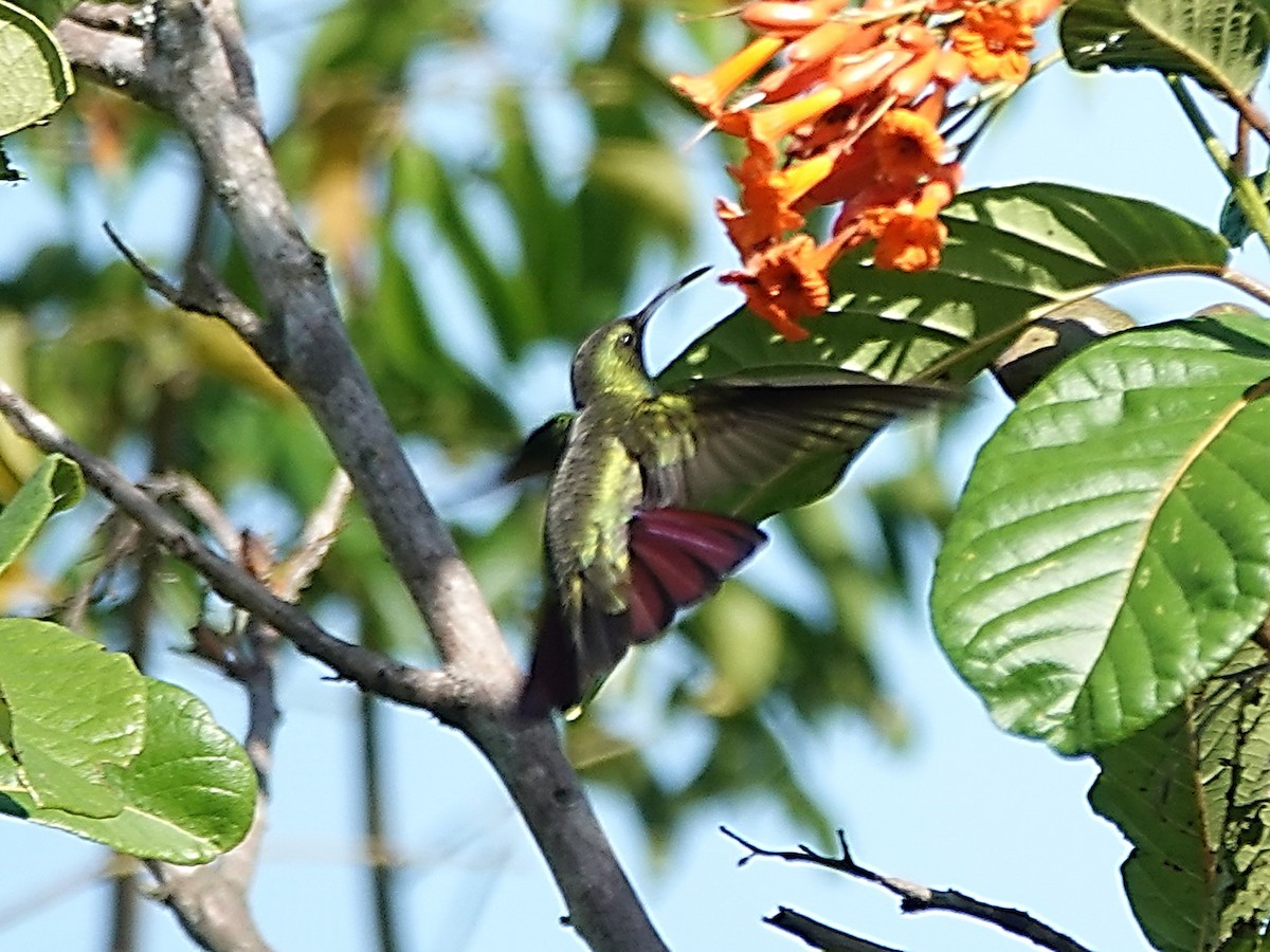 kolibřík tmavoprsý - ML616772304