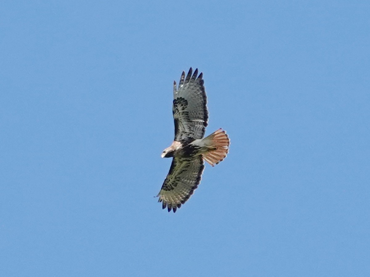 Red-tailed Hawk (jamaicensis) - Barry Reed