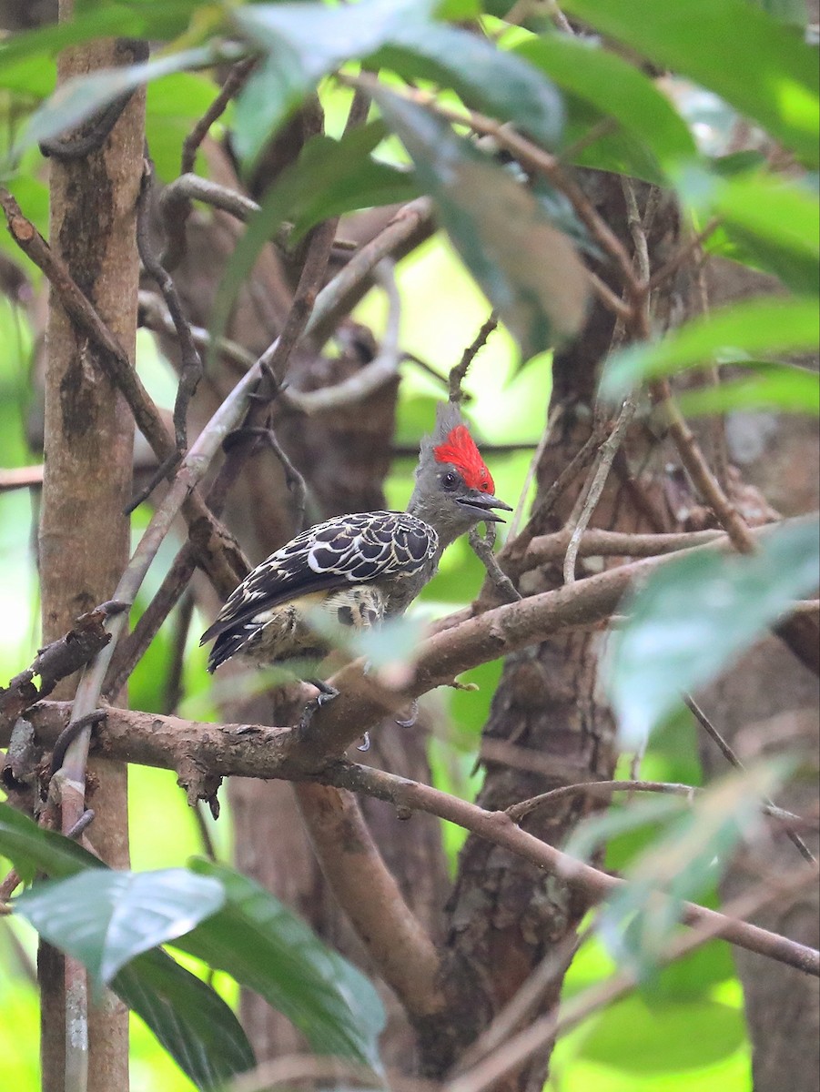 Gray-and-buff Woodpecker - ML616772394