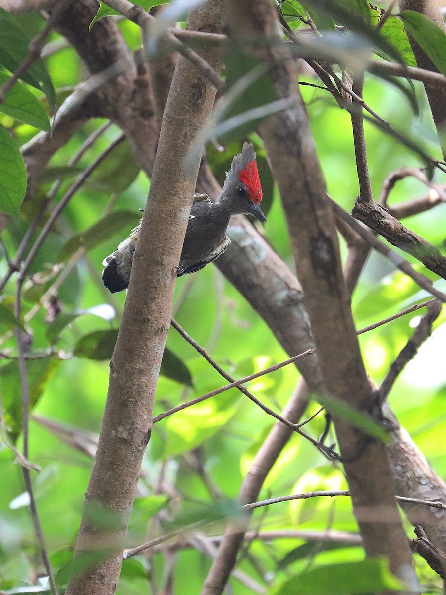 Gray-and-buff Woodpecker - ML616772403