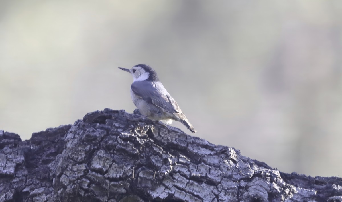 White-breasted Nuthatch - ML616772458