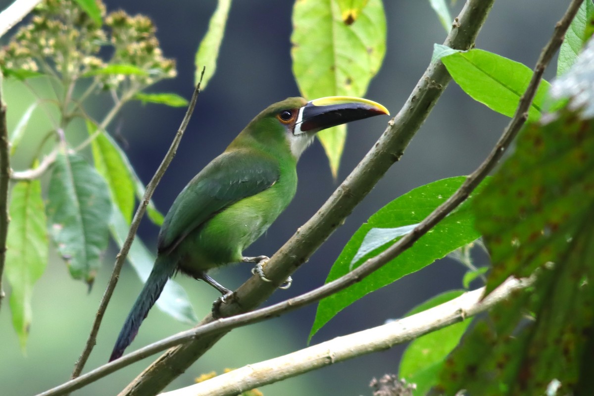 Southern Emerald-Toucanet (Andean) - ML616772476
