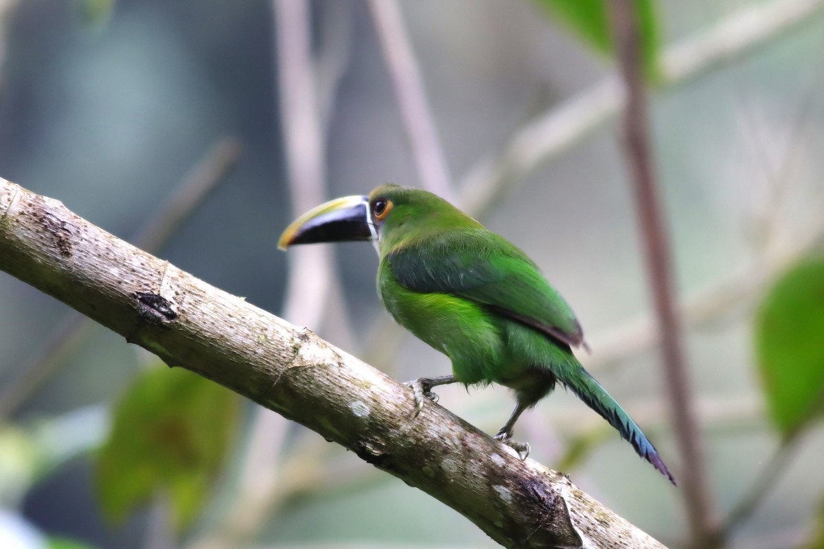 Southern Emerald-Toucanet (Andean) - ML616772477