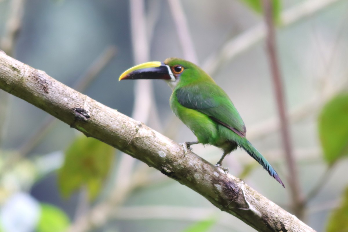 Southern Emerald-Toucanet (Andean) - ML616772478