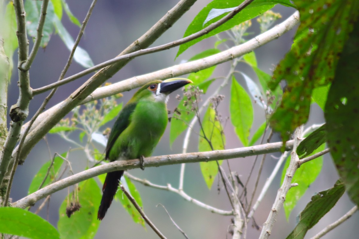 Southern Emerald-Toucanet (Andean) - ML616772479