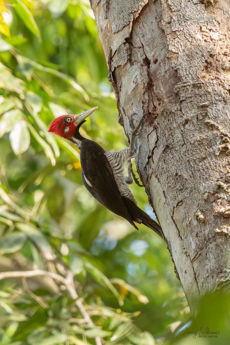 Crimson-crested Woodpecker - ML616772587