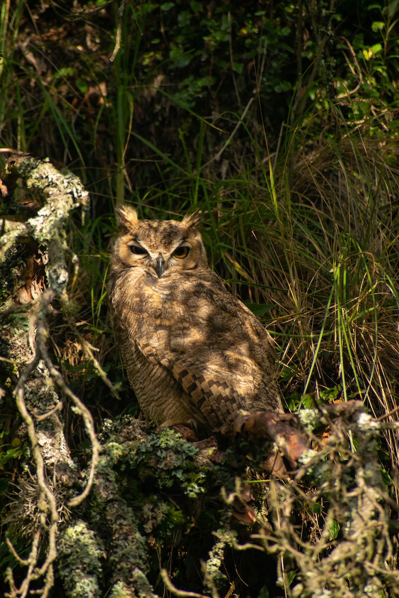Lesser Horned Owl - ML616772595