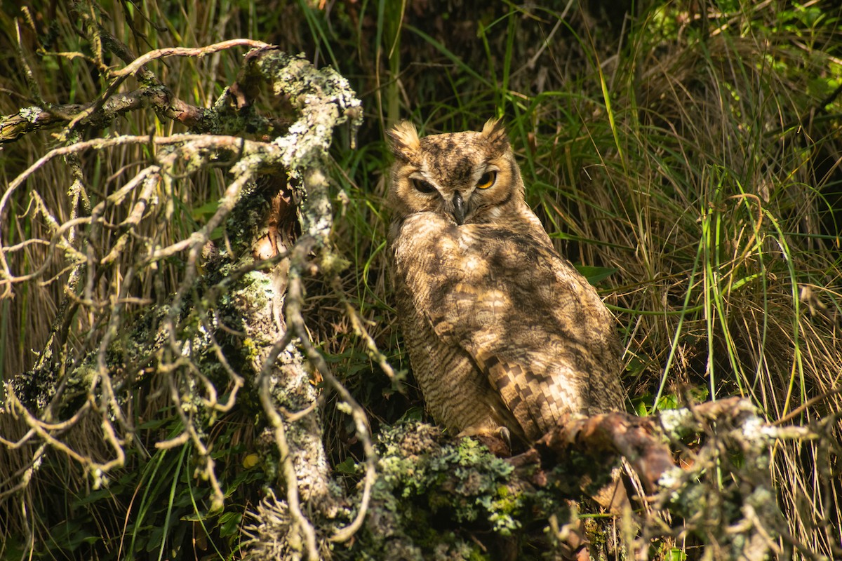 Lesser Horned Owl - ML616772596