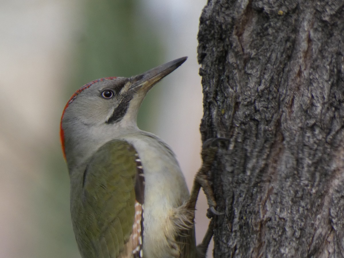 Iberian Green Woodpecker - ML616772603