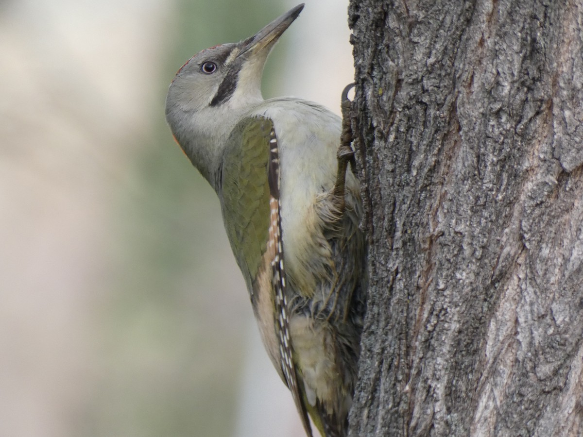 Iberian Green Woodpecker - ML616772624