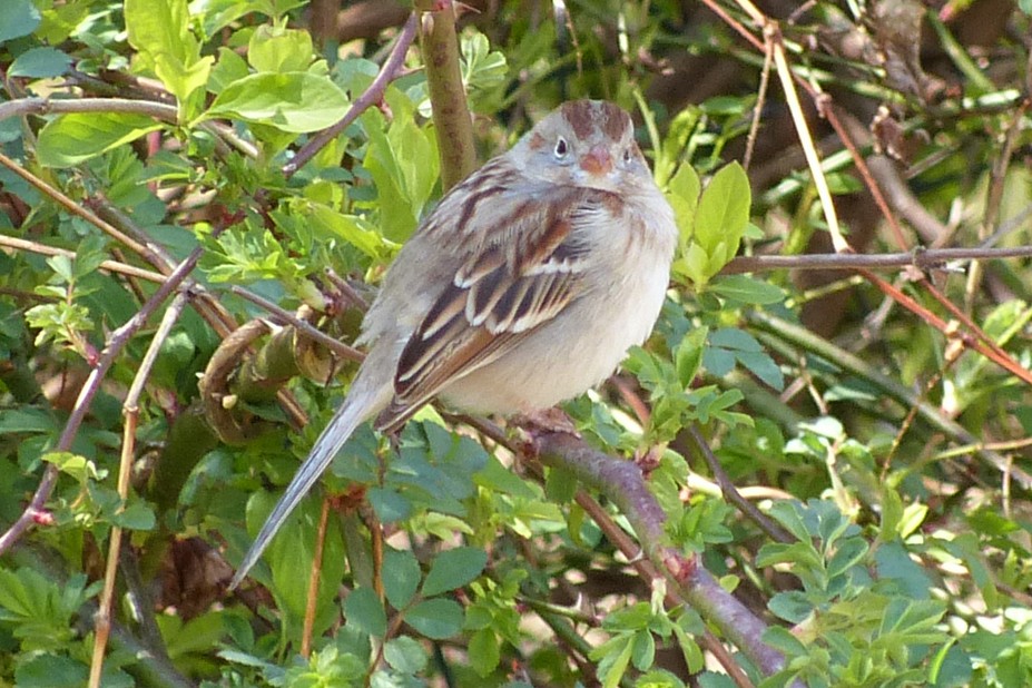 Field Sparrow - ML616772627
