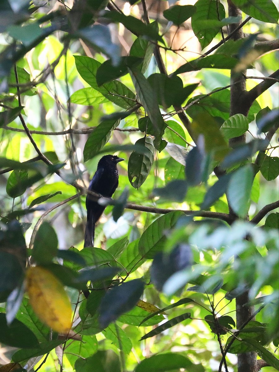 Greater Racket-tailed Drongo - ML616772973