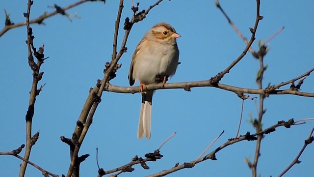 Clay-colored Sparrow - ML616772984