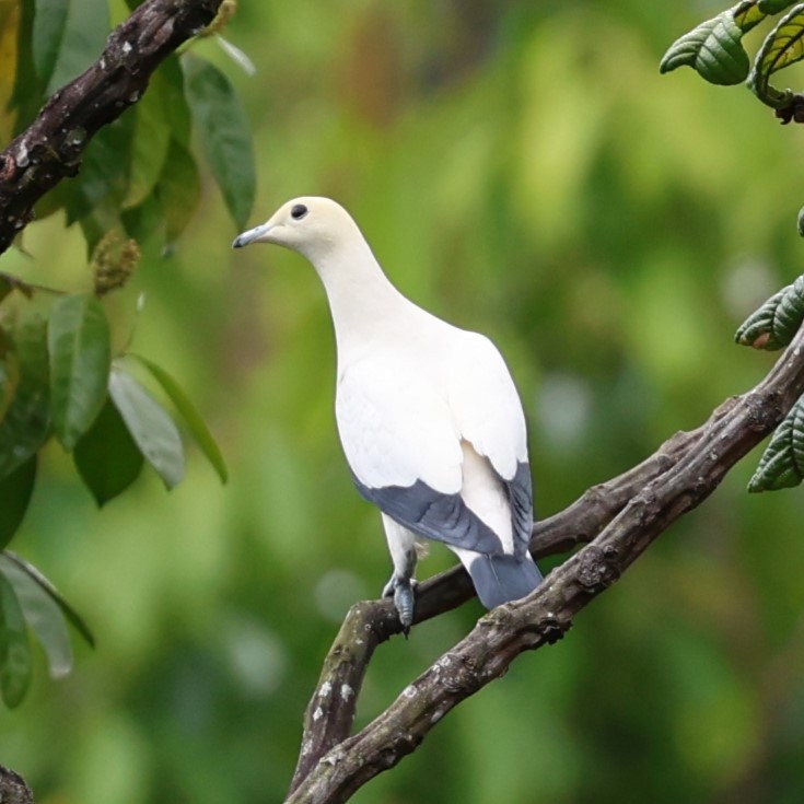 Pied Imperial-Pigeon - ML616772998