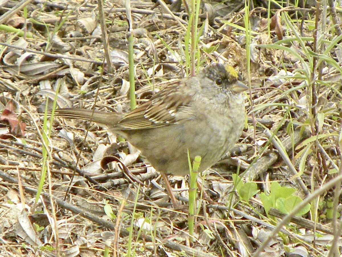 Golden-crowned Sparrow - ML616773143