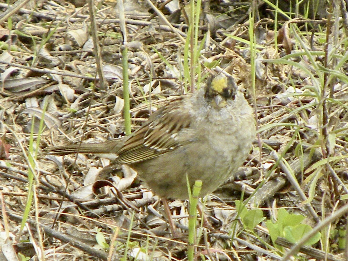 Golden-crowned Sparrow - ML616773144