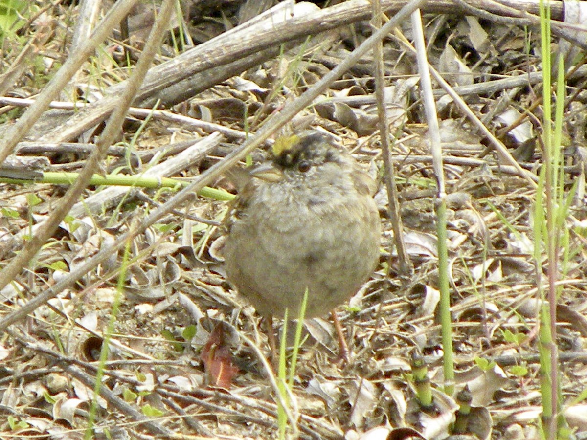 Golden-crowned Sparrow - ML616773145