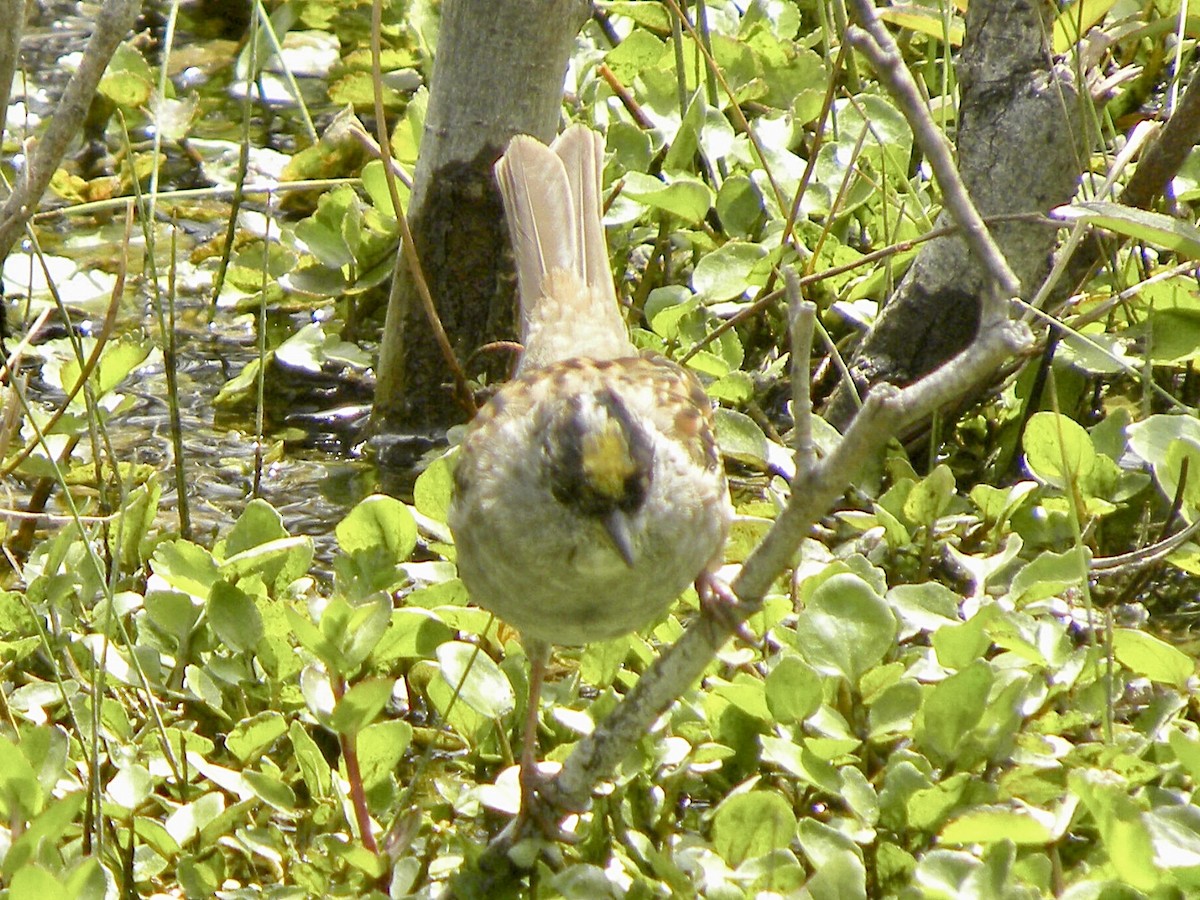Golden-crowned Sparrow - ML616773146