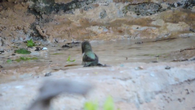 Black-chinned Hummingbird - ML616773339
