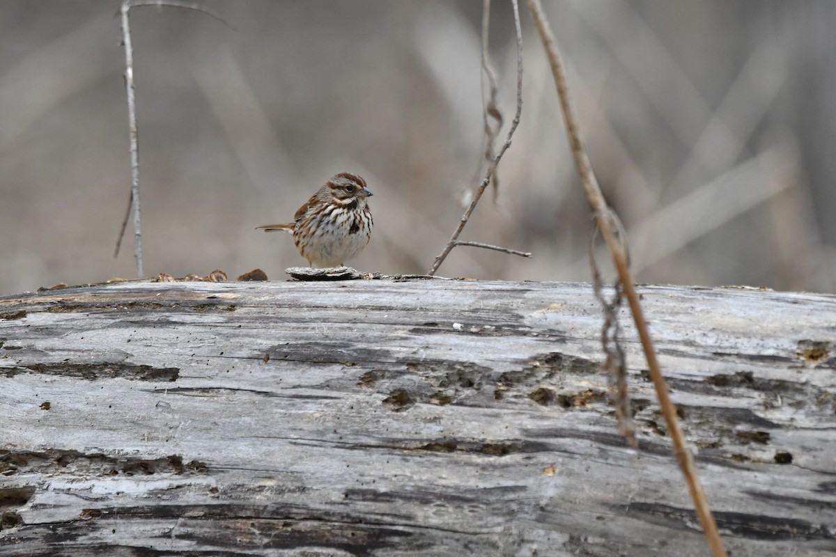 Song Sparrow - yves dupont