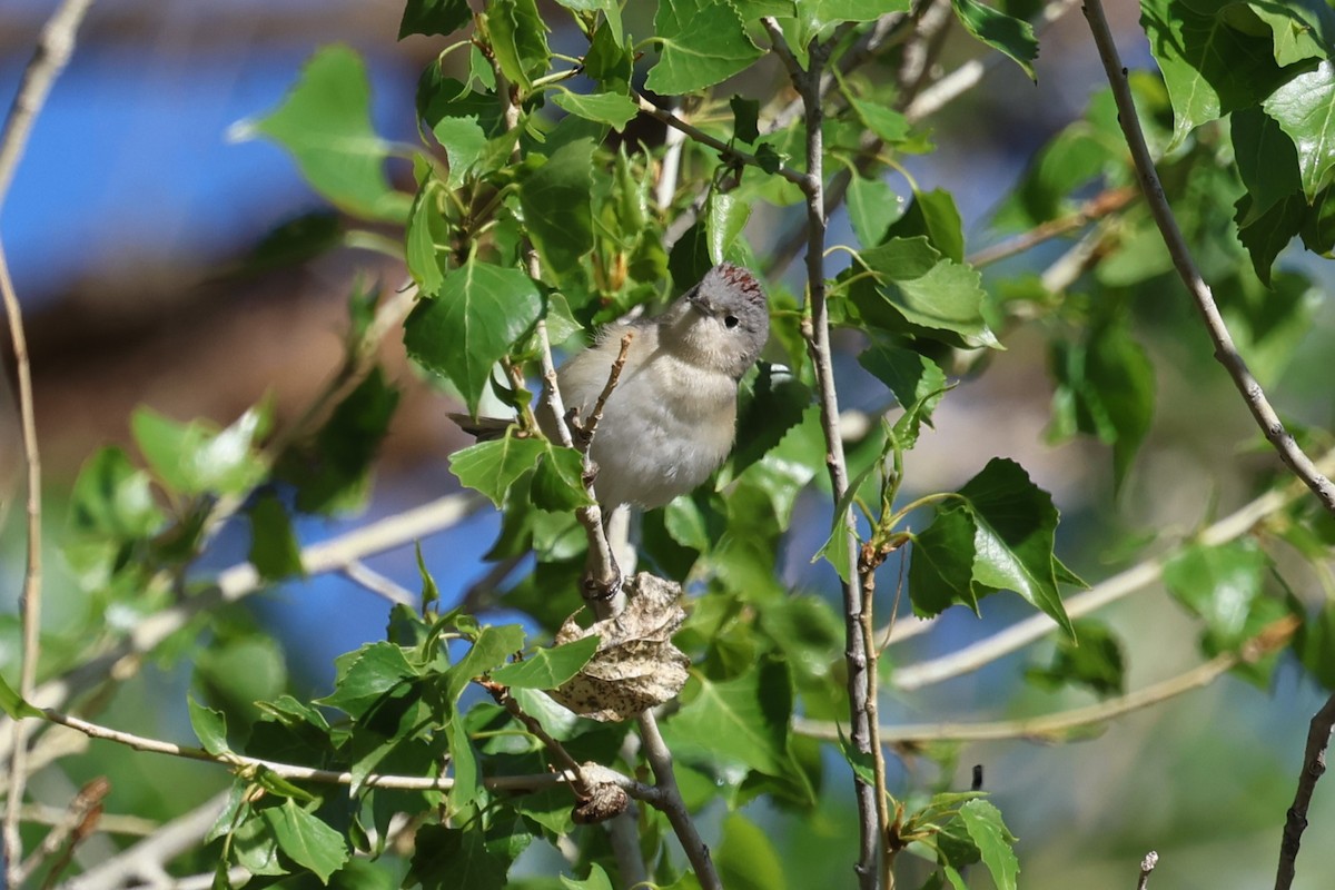 Lucy's Warbler - ML616773429