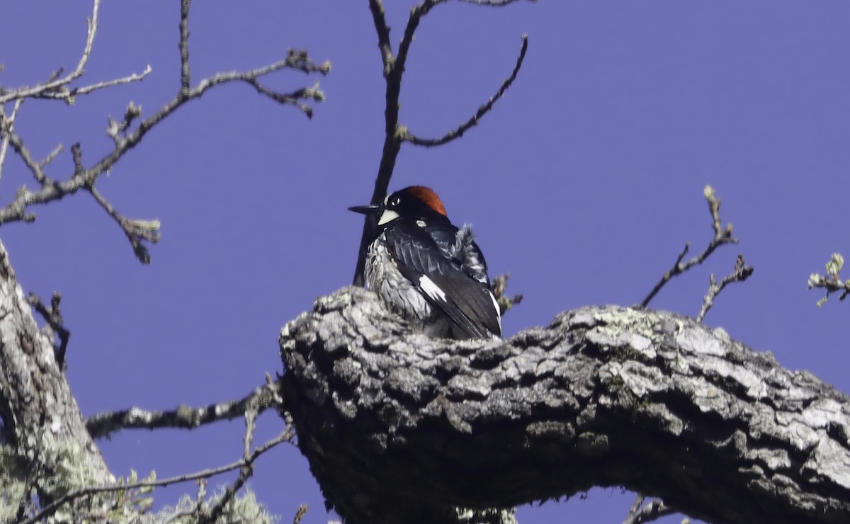 Acorn Woodpecker - ML616773443