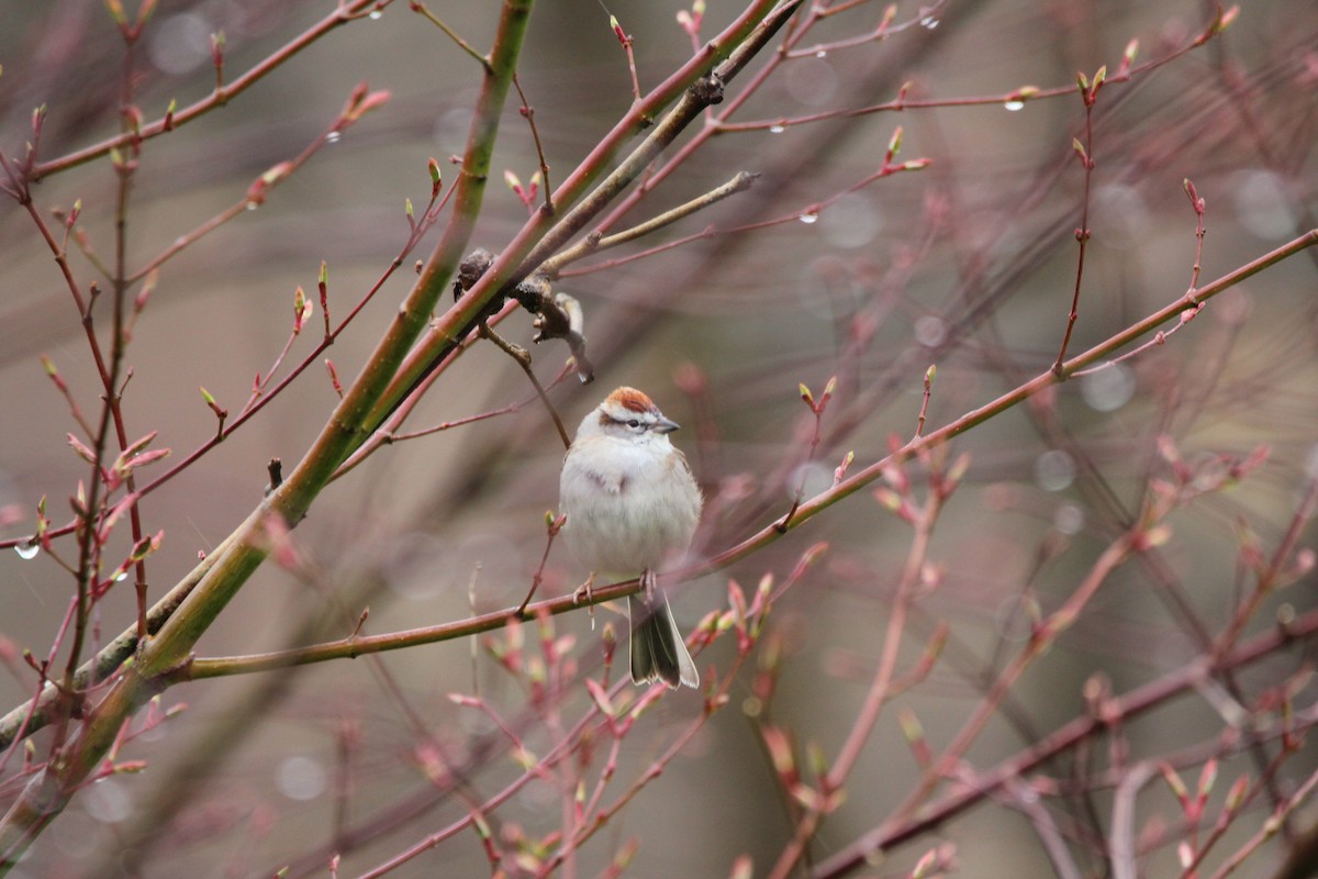 Chipping Sparrow - ML616773478