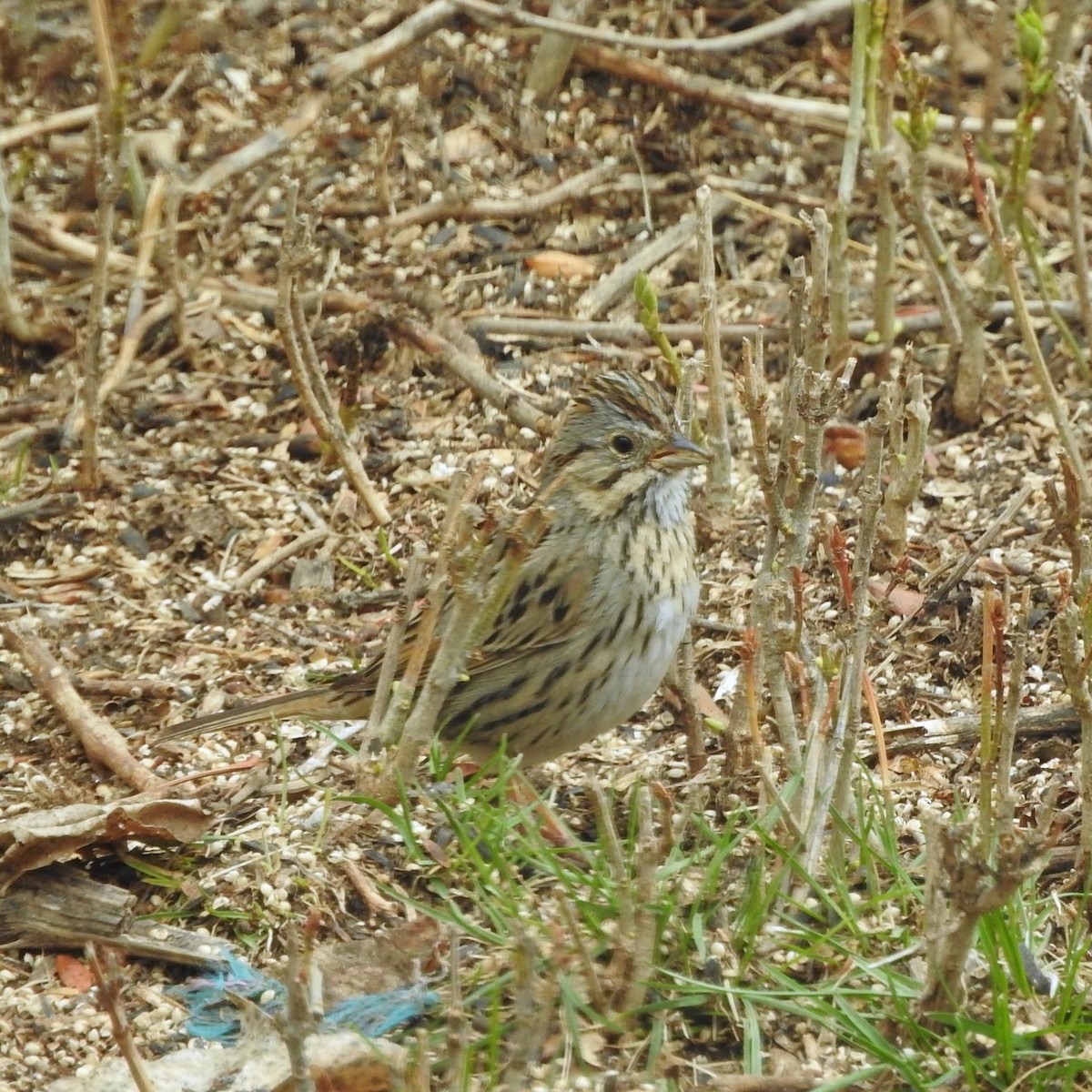 Lincoln's Sparrow - Heather Campbell