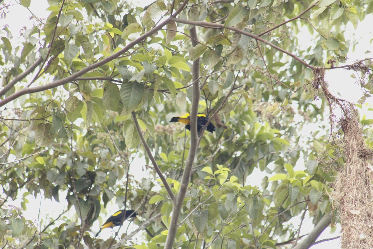 Yellow-rumped Cacique - ML616773557