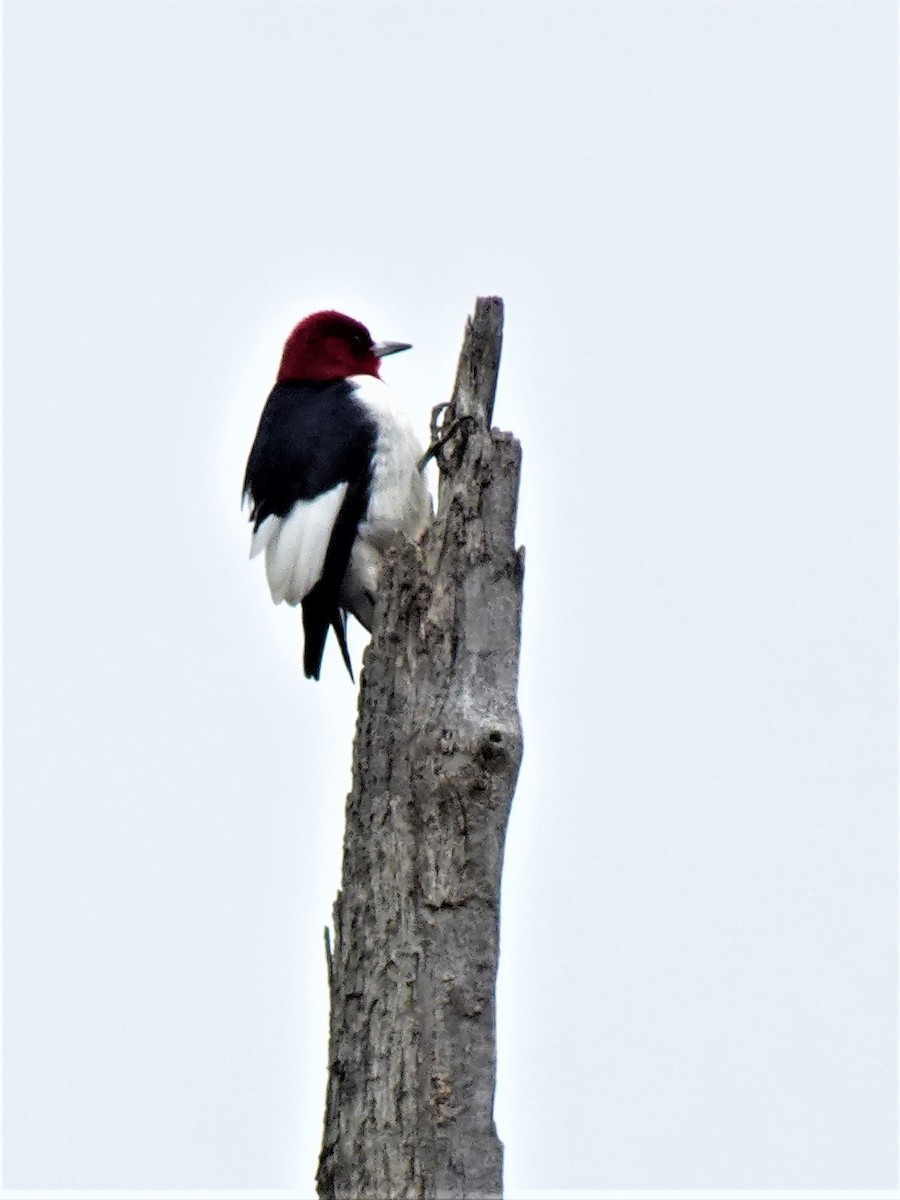 Red-headed Woodpecker - ML616773664