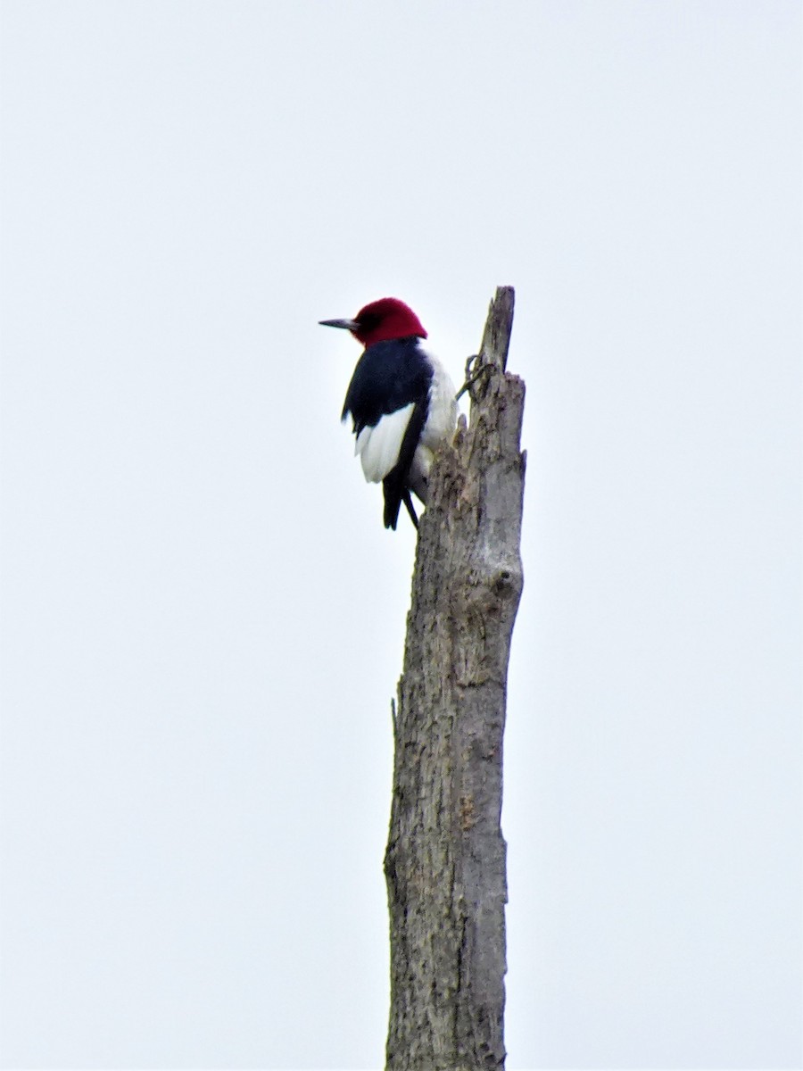 Red-headed Woodpecker - ML616773665