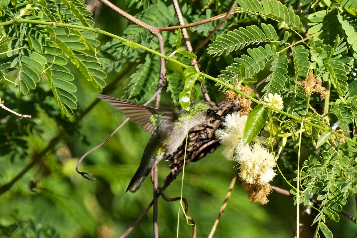 Antillean Crested Hummingbird (Lesser Antilles) - ML616773868