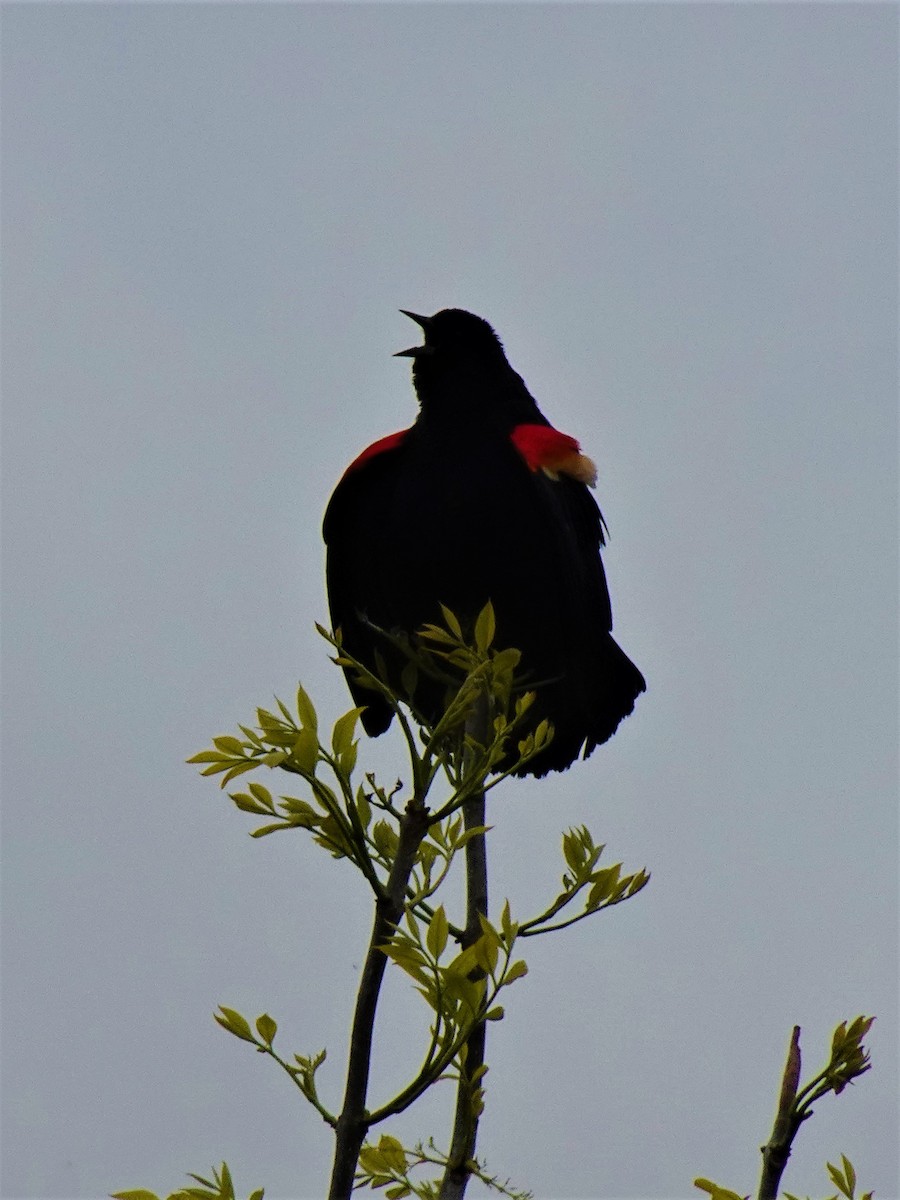Red-winged Blackbird - ML616773881