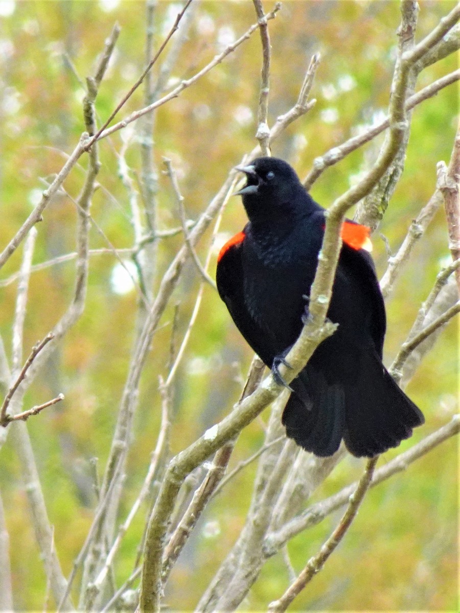 Red-winged Blackbird - ML616773883