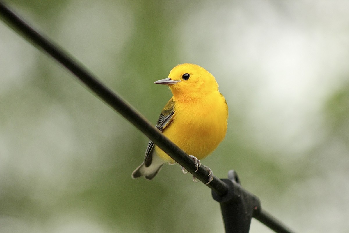 Prothonotary Warbler - ML616773897