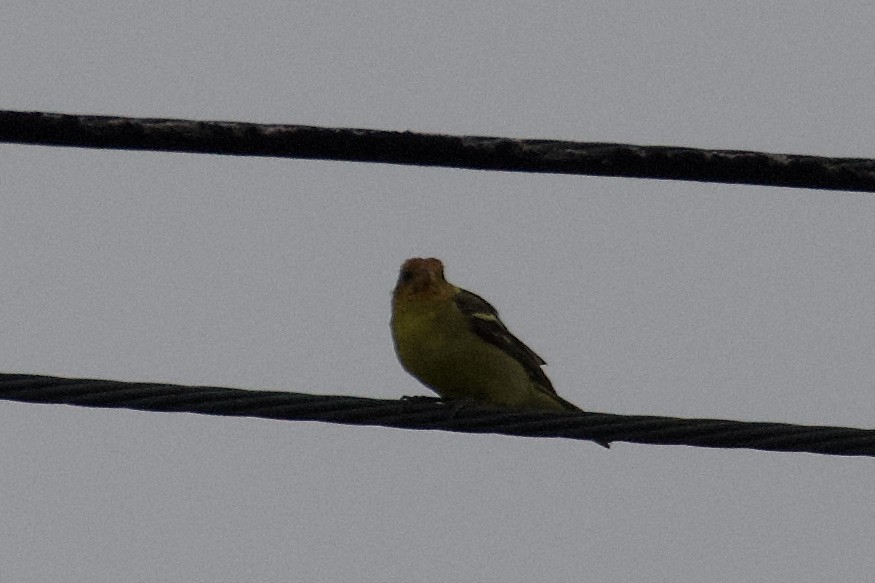 Western Tanager - ML616773967