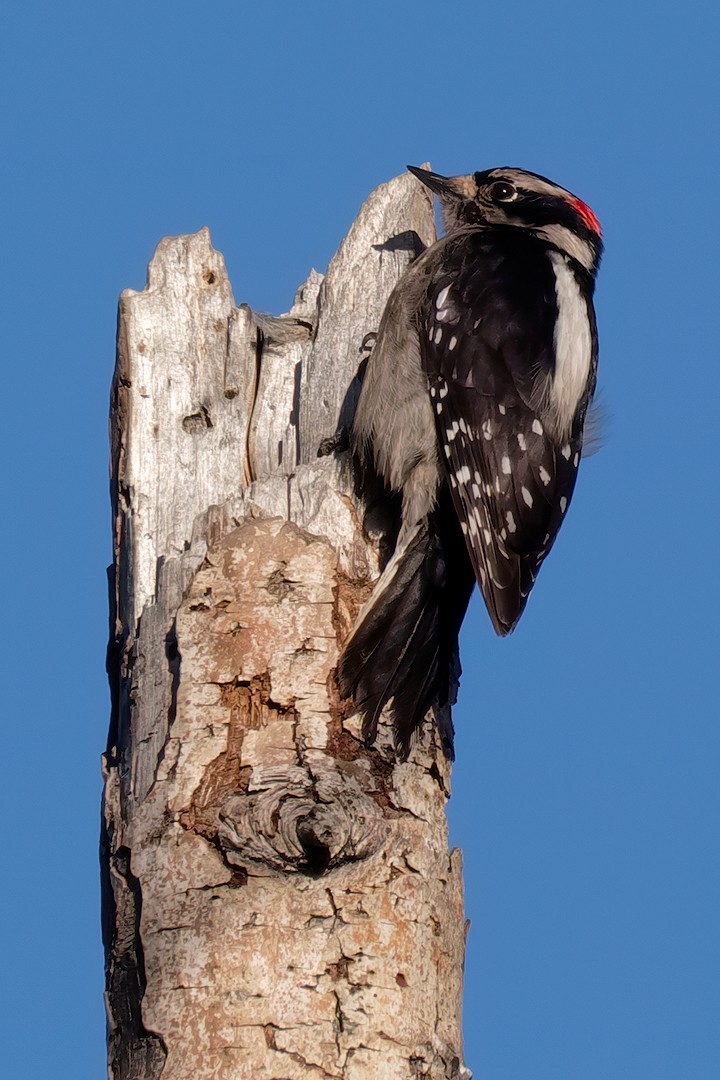 Downy Woodpecker (Pacific) - ML616774082