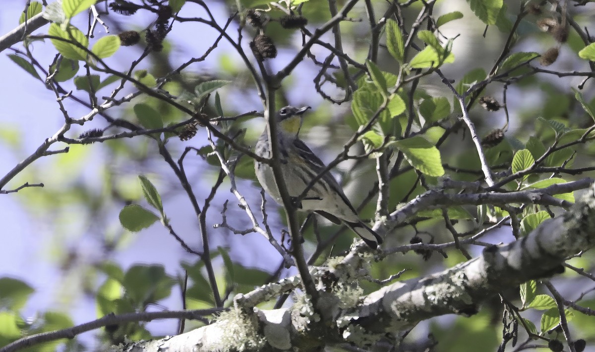 Yellow-rumped Warbler (Audubon's) - Douglas Hall