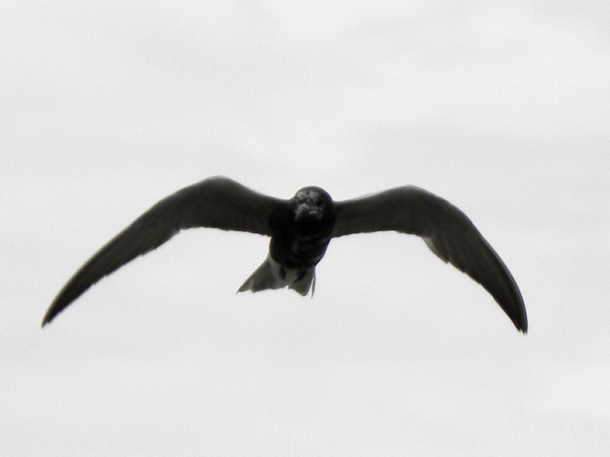 Black Tern - ML616774109