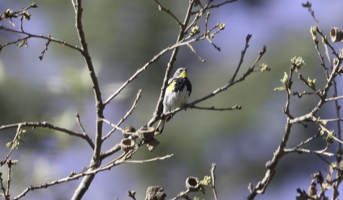 Yellow-rumped Warbler (Audubon's) - ML616774119