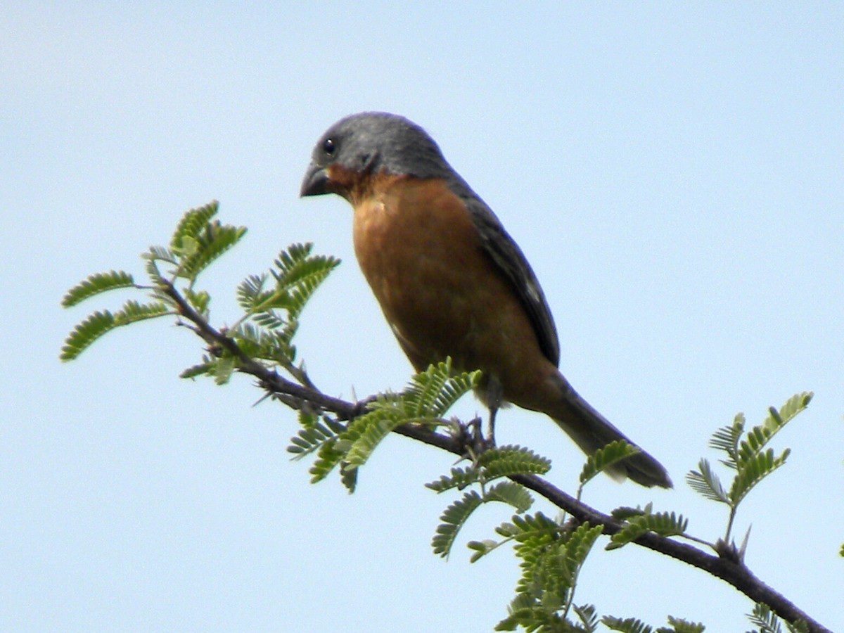 Ruddy-breasted Seedeater - ML616774142