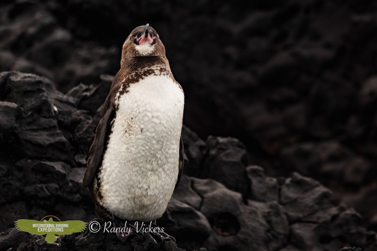 Galapagos Penguin - Randy Vickers