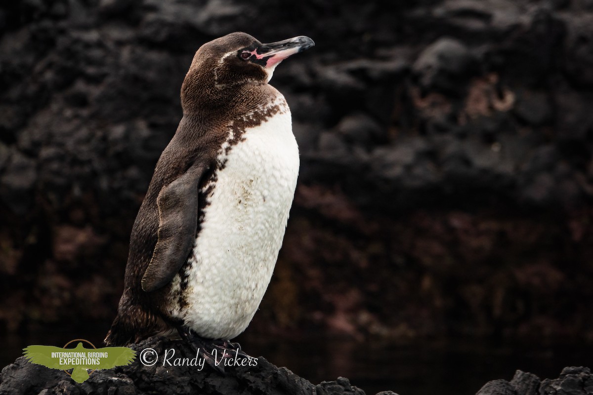 Galapagos Penguin - ML616774151