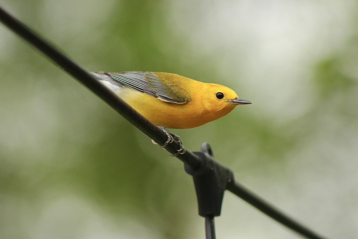 Prothonotary Warbler - ML616774386