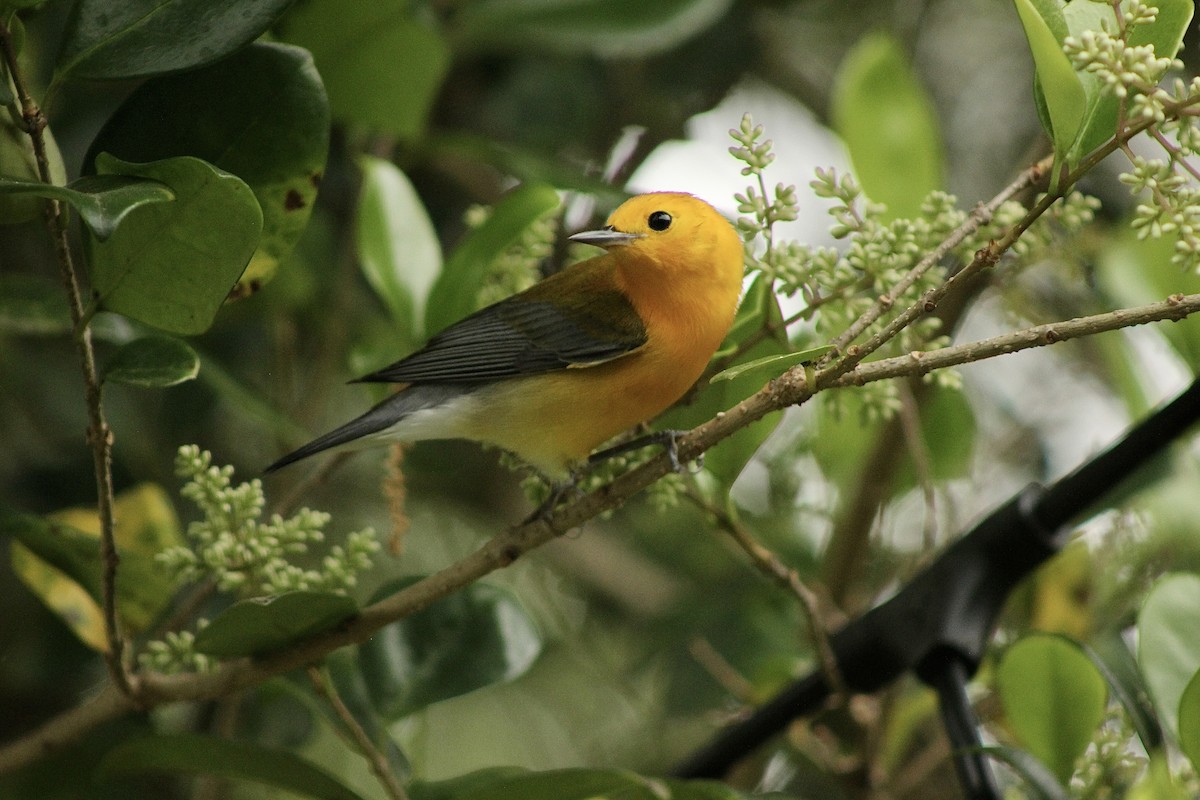 Prothonotary Warbler - ML616774398