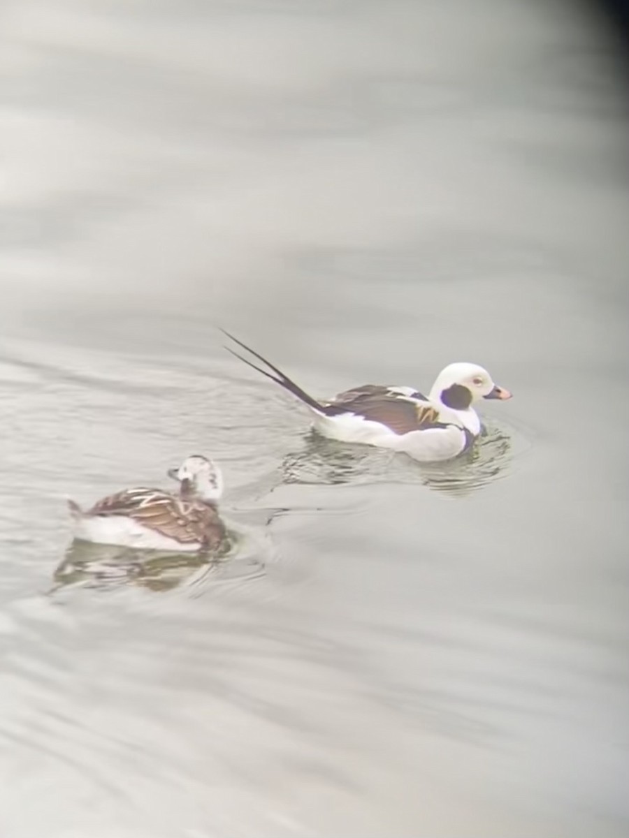 Long-tailed Duck - ML616774470