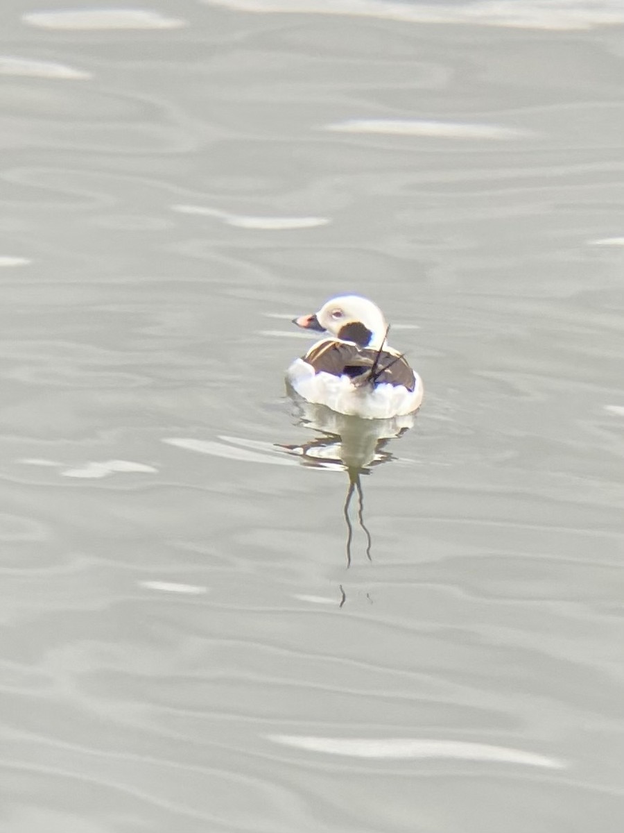 Long-tailed Duck - ML616774471